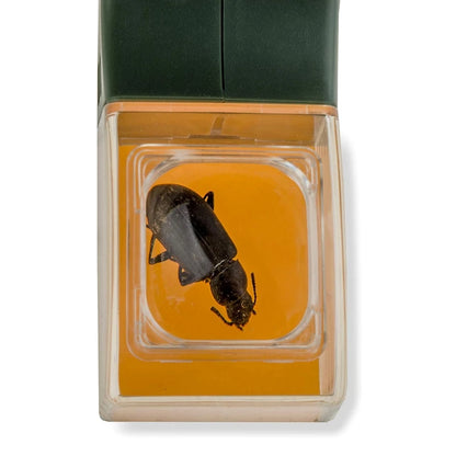 BugView™ – Handheld Insect Catcher with Built-in Magnifier